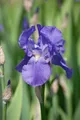 Produktbild: Iris x barb.-elat. 'Alcazar', Schwertlilie, violett, ca. 11x11 cm Topf