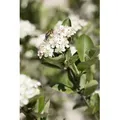 Produktbild: Aronia Prunifolia 'nero' C 7,5 80-100