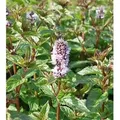 Produktbild: Pfefferminze - Mentha piperita