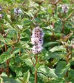 Produktbild: Pfefferminze - Mentha piperita
