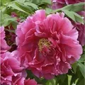 Produktbild: Strauchpfingstrose Rosa - Paeonia suffruticosa