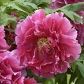 Produktbild: Strauchpfingstrose Rosa - Paeonia suffruticosa - lebende Gartenpflanze aus den Baumschulen