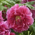 Produktbild: Strauchpfingstrose Rosa - Paeonia suffruticosa