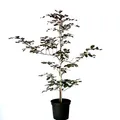 Produktbild: Rotbuche Buche Fagus sylvatica heimischer Waldbaum als Heister mit ca. 40-80 cm im 3 Liter Topf