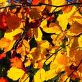 Produktbild: Rotbuche Buche Fagus sylvatica Heister 80-120 cm 3-5 Liter Topf
