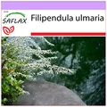 Produktbild: SAFLAX - Heilpflanzen - Echtes Mädesüß - 500 Samen - Filipendula ulmaria