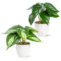 Produktbild: PASCH® 2er Set Kunstpflanzen wie echt (18cm) in bruchfesten Melamintöpfen | Kunstpflanzen im Topf | Künstliche Pflanzen im Topf | Kunstblumen Fake Plant