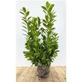 Produktbild: Prunus,aurocerasus 'Novita' 100-120 cm