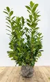 Produktbild: Prunus laurocerasus 'Novita' 100-120 cm - Kirschlorbeer, immergrün, ideal als Hecke, schnellwachsend, pflegeleicht und winterhart