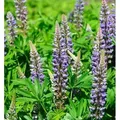 Produktbild: Gartenlupinie Kastellan - Lupinus polyphyllus