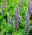 Produktbild: Gartenlupinie Kastellan - Lupinus polyphyllus