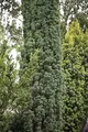Produktbild: Taxus baccata 'Fastigiata Robusta' 100–120 cm – Immergrün, Winterhart, Pflegeleicht – Säuleneibe – Heckenpflanze für Garten & Sichtschutz