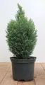 Produktbild: Chamaecyparis lawsoniana 'Snow White' 30–40 cm – Winterhart, Immergrün, Pflegeleicht – Lawsons Scheinzypresse – Heckenpflanze für Garten & Sichtschutz