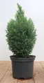 Produktbild: Chamaecyparis lawsoniana 'Snow White', Scheinzypresse, 30–40 cm