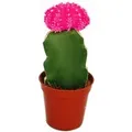 Produktbild: Exotenherz Gymnocalycium Mihanovichii Erdbeerkaktus Rosa 5,5cm Topf