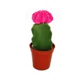 Produktbild: Exotenherz Kaktus Gymnocalycium mihanovichii - Erdbeerkaktus - rosa - 5,5cm Topf