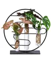 Produktbild: Wasserpflanze Waterplant Set Dubai 3 x Zimmerpflanze Ø 3 cm Höhe 27 cm, Dehner