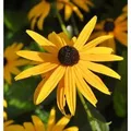 Produktbild: Sonnenhut Goldsturm - Rudbeckia fulgida