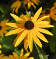 Produktbild: Sonnenhut Goldsturm - Rudbeckia fulgida