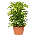 Produktbild: Schefflera arboricola 'Gerda', Topf-Ø 21 cm, Höhe ca. 55 cm