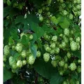 Produktbild: Hopfen Opal 40-60cm - Humulus,upulus