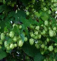 Produktbild: Hopfen Opal 40-60cm - Humulus lupulus