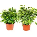 Produktbild: Kinky-Duo - Set mit 2 verschiedenen Buschigen Birkenfeigen - Ficus benjamini 