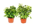 Produktbild: Exotenherz Zimmerpflanze Kinky-Duo Set mit 2 ver. Birkenfeigen Ficus benjamini Kinky 12cm Topf