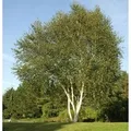 Produktbild: Himalaja Birke 80-100cm - Betula jacquemontii
