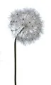Produktbild: 2474U Kunst-Stielblume Löwenzahn Pusteblume weiß ca. 89cm naturgetreue Blüte Seidenblume