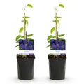 Produktbild: GreenboutiQ - Kletterpflanze - Clematis Jackmanii - Blüte Blau - Wenig Pflege - 2 Pflanzen - Topf 11cm Höhe 40cm
