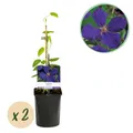 Produktbild: Kletterpflanze Clematis Jackmanii Blüte Blau ⌀11cm ↕40cm