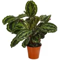 Produktbild: Dehner Zimmerpflanze Korbmarante Medaillon, Calathea roseoptica, versch. Größen, für dunkle Standorte, rote Blattunterseite rot 45 cm