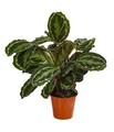 Produktbild: Dehner Korbmarante Medaillon, Calathea roseoptica, luftreinigend, ca. 40-45 cm, Ø Topf 19 cm, Zimmerpflanze