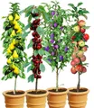 Produktbild: BALDUR Garten Obstpflanze 4er Säulenobst-Kollektion, 4 St., winterhart, mehrjährig, pflegeleicht