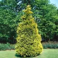 Produktbild: Chamaecyparis,awsoniana Stewartii 125-150 cm