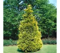 Produktbild: Pflanzen für Dich Konifere Chamaecyparis lawsoniana Stewartii, 1 St., Lawsons Scheinzypresse, Gelbe Scheinzypresse, gelbgrün, kegelförmig