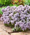 Produktbild: BALDUR Garten 6x Winterharter Oregano, Pflanzen im 9x9 cm-Topf, zarte, duftende Blütenwolken, aromatisches Würzkraut & Bodendecker, bienenfreundlich & pflegeleicht, winterhart, mehrjährig