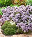 Produktbild: BALDUR Garten Winterharter Oregano,6 Pflanzen