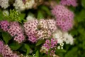 Produktbild: Pflanzen für Dich Gehölze Spiraea japonica Shirobana, 1 St., Japanische Spiere, Shirobana-Spiere