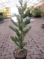 Produktbild: Sequoiadendron giganteum Greenpeace - Riesen-Mammutbaum Greenpeace