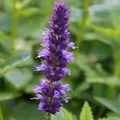 Produktbild: 6 x Anis Duftnessel - Agastache foeniculum - Topf 9cm x 9cm