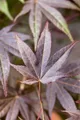 Produktbild: Acer palmatum 'Atropurpureum', Japanischer Ahorn, rotlaubig, 150–175 cm