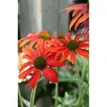 Produktbild: Echinacea Purpurea Tomato Soup R Roter Sonnenhut Ca. 11x11 cm Topf