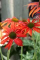 Produktbild: Echinacea purpurea 'Tomato Soup', Sonnenhut, rot, ca. 11x11 cm Topf