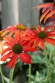 Produktbild: Pflanzen für Dich Staude Echinacea purp. Tomato Soup, 1 St., Roter Sonnenhut