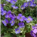 Produktbild: Blaukissen Blue Emperor - Aubrieta cultorum