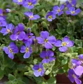 Produktbild: Blaukissen Blue Emperor - Aubrieta cultorum