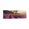 Produktbild: Wandbilder 160x50cm Glasbild Lavendel Berge Feld Groß XXL Bilder Art Wanddeko