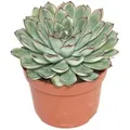 Produktbild: Exotenherz Echeveria Pulidonis Grosse Pflanze im 12cm Topf